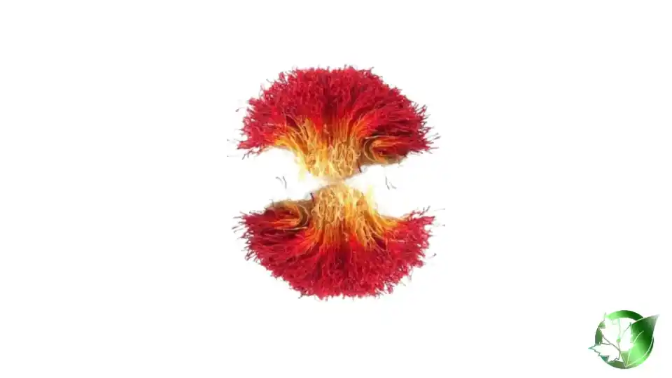 Bulk Saffron Roots | Suppliers | Wholesale | ParsaFood Global